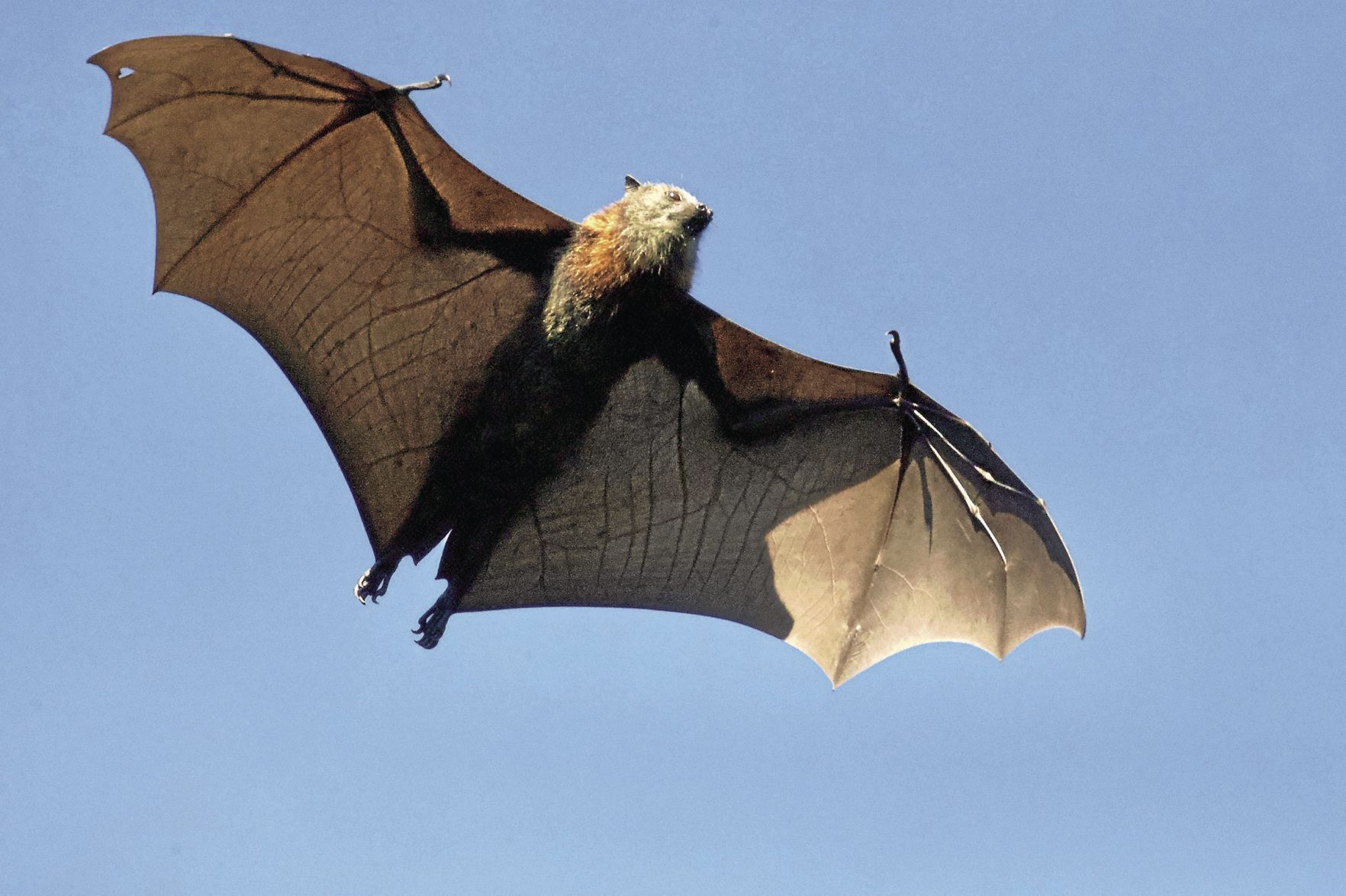 Bats